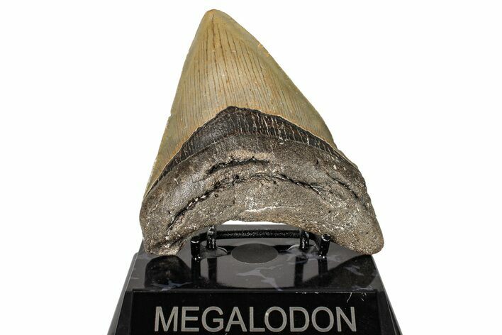 Serrated, Fossil Megalodon Tooth - North Carolina #245773